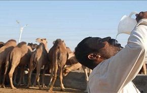 الصحة العالمية تحذر من شرب بول الإبل للحد من انتشار 