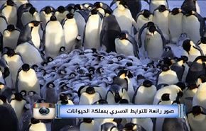 جامع 