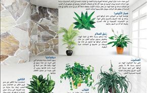لتنقية الهواء عليك بهذه النباتات المنزلية