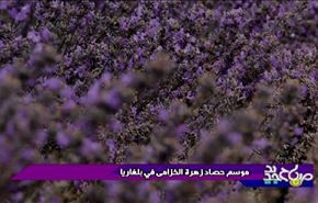 موسم حصاد زهرة الخوارزمى في بلغاريا