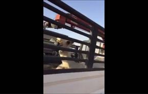 بالفيديو.. طريقة شيطانية لغش الإبل
