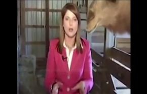 شاهد هذا الجمل كيف يحاول التعبير عن جوعه!!