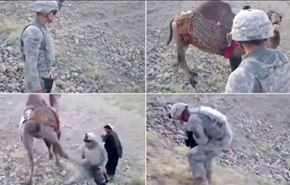 شاهد هذا الجمل كيف يباغت جنديا أميركيا؟!