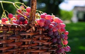 العنب الأحمر يكافح الزهايمر والسرطان