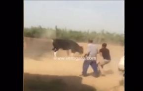 فيديو طريف.. عجل يسبب الهلع لجزارين و...