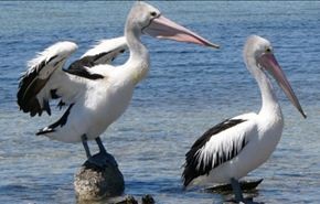 شاهد..مشاجرة طريفة وغريبة بين 3 بجعات! والسبب؟