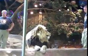فيديو غريب للبؤة تمنع اسدا من افتراس مدربه!