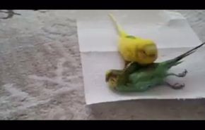 فيديو حزين.. طائر لم يستطع تقبل رحيل شريكه