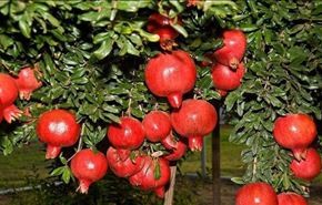 ایران تحتل المرکز الأول في انتاج الرمان بالعالم