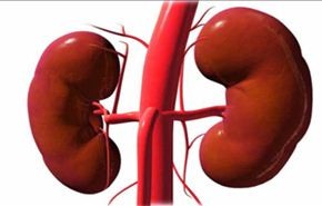 7 عادات يومية تدمر الكلى من دون علمك.. فما هي؟