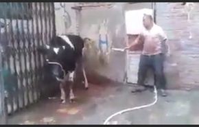 بالفيديو... عجل يسقط جزارا بالضربة القاضية!!