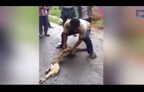 شاهد رجل يخرج زوج من الماعز من بطن ثعبان حي