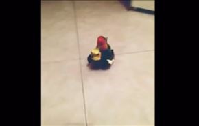 شاهد... عصفور يذهب في رحلة على ظهر عصفور آخر