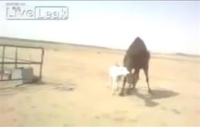 بالفيديو/ معركة غريبة بين حمار وجمل؛ فمن المنتصر؟