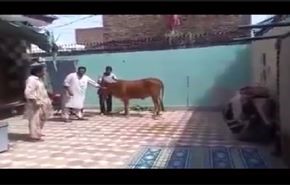 فيديو/ ثور يلقن جزاره درسا قاسيا.. لن ينساه!