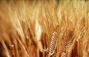 عشبه تعالج السمنة وتخلصكم من الدهون نهائيا