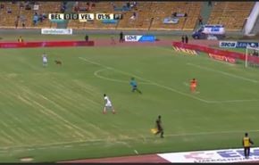 فيديو... كلب يتسبب في مشهد مضحك بالدوري الأرجنتيني