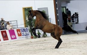 اتحاد الفروسية الدولي يعاقب الإمارات