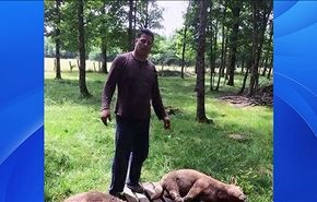 ينجو من حادث الطائرة المصرية فيذبح خروفين ابتهاجا!