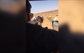 شاهد بالفيديو... سعودي يقتل جملا انتقاما لأخيه !