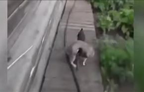 فيديو..  كلب صغير يعيد قطة مريضة إلى البيت
