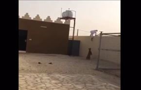 بالفيديو.. لحظة هروب شاب من مطاردة نمر