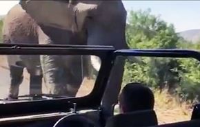 بالفيديو والصور؛ فيل يهاجم ممثلا عالميا؛ كيف تصرف؟