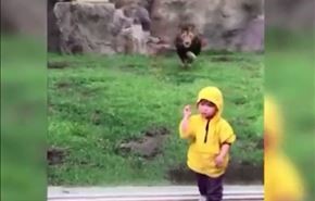 بالفيديو؛ أسد يهاجم طفلا.. ويعود بخفي حنين!