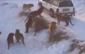 فيديو... شاب حاصره 14 نمراً.. لن تصدق ماذا فعل!