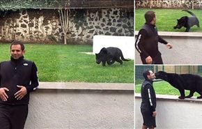 فيديو.. نمر أسود ينقض على رجل من الخلف !!