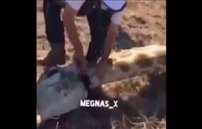 شاهد... سعوديون يصطادون زرافة ويطبخونها!