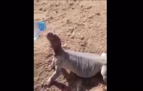 بالفيديو... ضب يستسلم لصياده مقابل شربة ماء