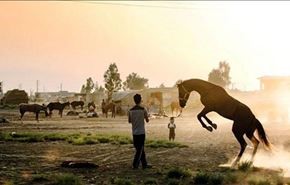 جائزة أفضل فيلم وثائقي في مهرجان نیویورك الدولي لفيلم ايراني