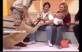 فیلم؛ حمله شیر گرسنه به نوزاد در برنامه زنده!