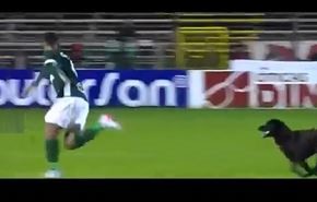 بالفيديو .. كلب يطارد لاعبا أثناء مباراة لكرة القدم!