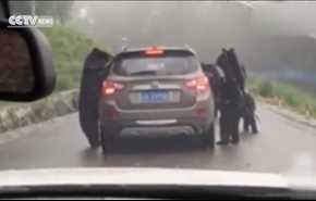 شاهد بالفيديو... مهاجمة 4 دببة جائعة لسيارة