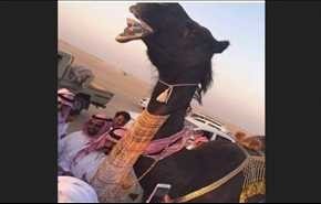 شباب سعوديون يطلبون 