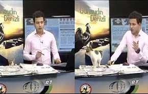 فيديو... قط يقتحم برنامجا تلفزيونيا ويجلس أمام المذيع