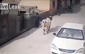 بالفيديو.. بقرة 