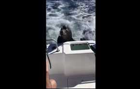 شاهد .. حيوان فقمة يقتحم قارباً سريعاً بحثاً عن السمك