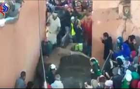 شاهد .. مغاربة يفترسون جملاً ويأكلونه نيئا!!