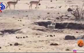 بالفيديو.. شاهد كيف إنتهت مطاردة أسد لقطيع غزلان وماذا حلّ بالفريسة