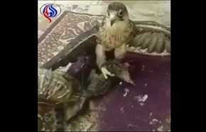 فيديو صادم/ صقر يلتهم قطة حية وصاحبه يكتفي بالتصوير!!