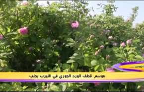 موسم وقطاف الورد الجوري في النيرب بدمشق