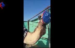 شاهد بالفيديو.. جمل يأخذ جرعة أكسجين!!