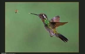 صور أخذت في الوقت المناسب  .. حيوانات تقنص فرائسها