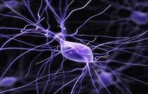 العمل في حضور الآخرين ينشط الخلايا العصبية الإجتماعية