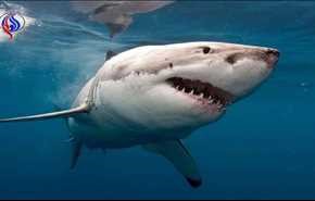بالفيديو .. سمكة قرش تهاجم متطفلا بعضة دامية!