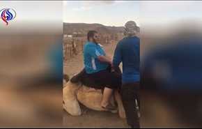 فيديو؛ موقف طريف لجمل يفشل في النهوض بشاب بدين!