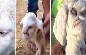 بالفيديو .. 